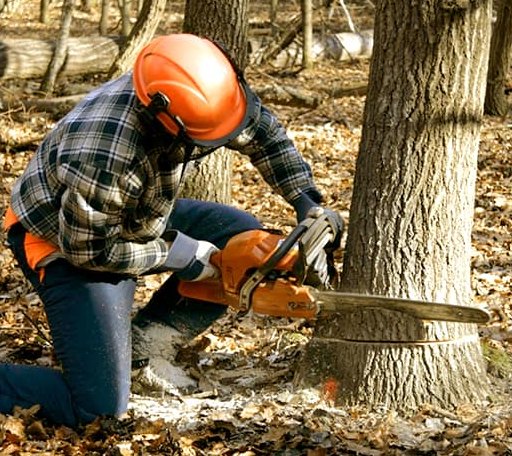 Tree Removal in Ethan, SD